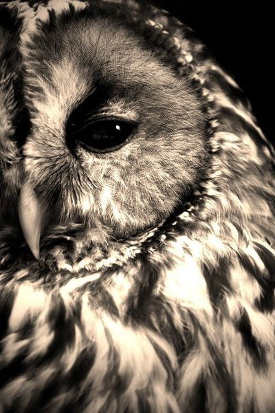 Алёна Хасиева