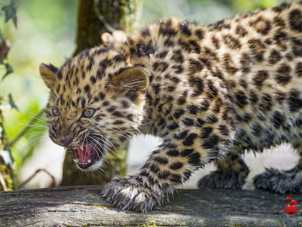 Виктор Иванов