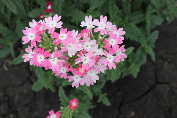 Неизвестно Хх