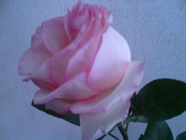 Лариса Кривошапова