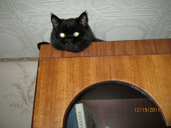 Анатолий Войцеховский