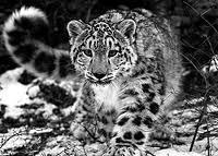 Елена Исаева