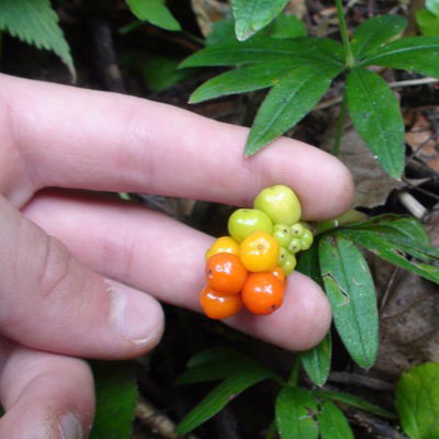 Ашраф Керимов