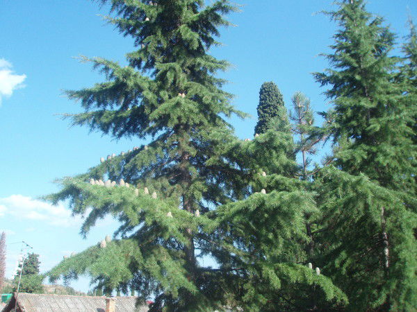 Татьяна Седова