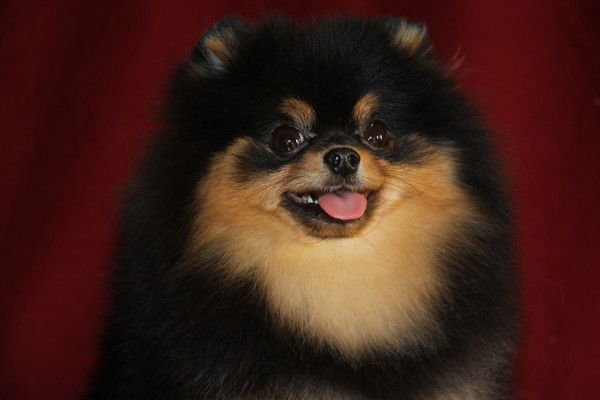 Алена Дащенко