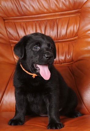 Ксения Ларионова