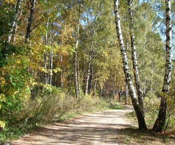 Тсж "берёзовая Роща"