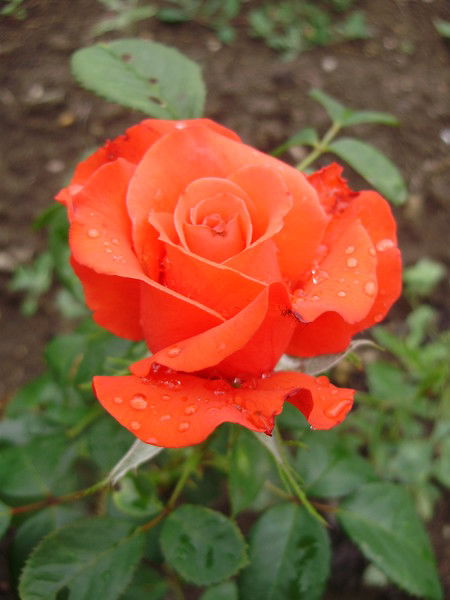 Любовь Жигалова