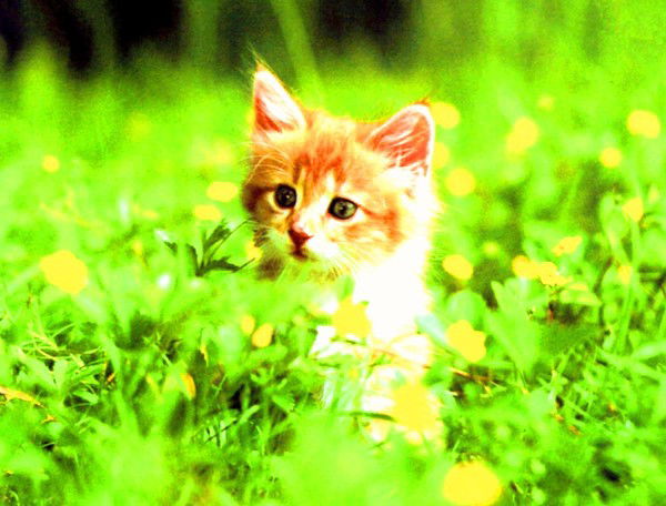 Света Тулаева