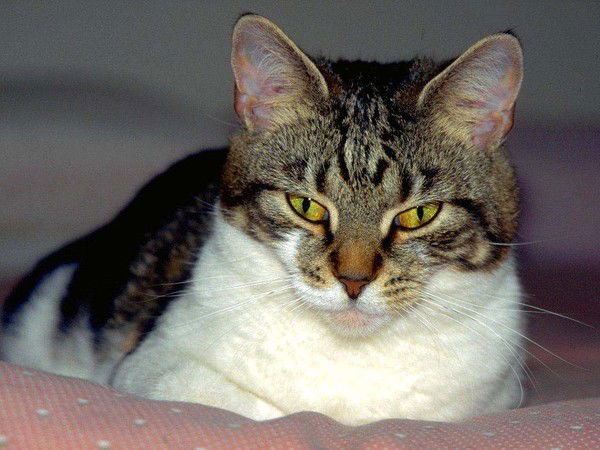 Татьяна Кубрак