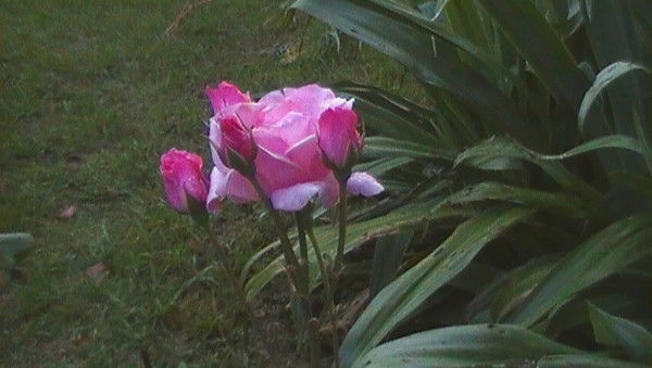 Марина Просто