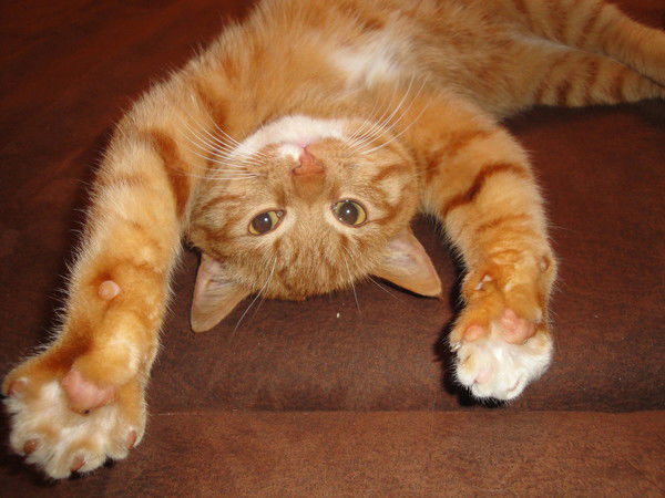 Василий Ильюшенко