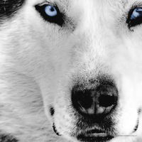 Даша Царёва