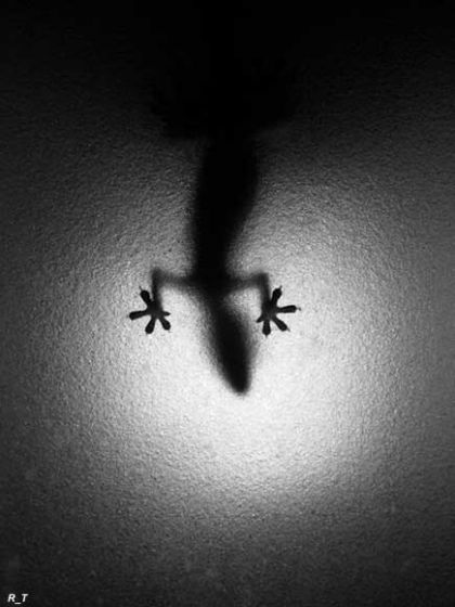 Ирина Федотова