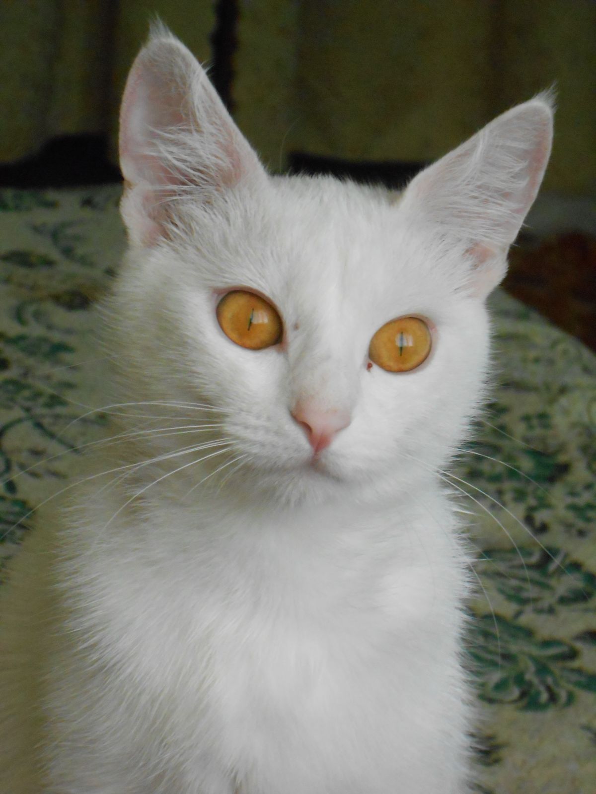 Кирилл Лазутин