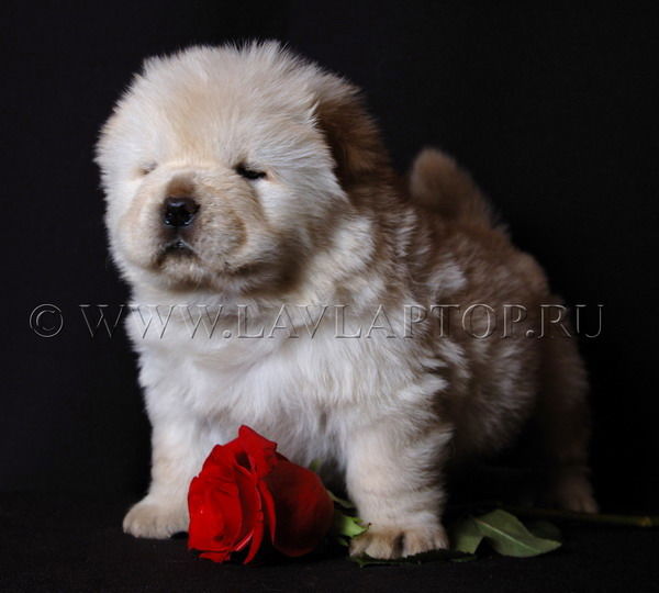 Константин Арыков