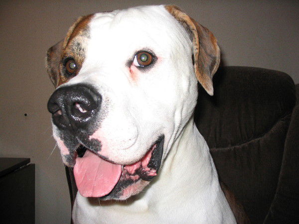 Дмитрий Пучков