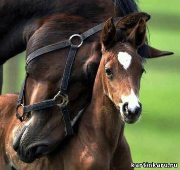 Валя Корсун