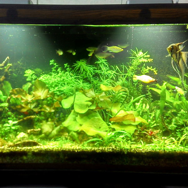 Ека Таранина