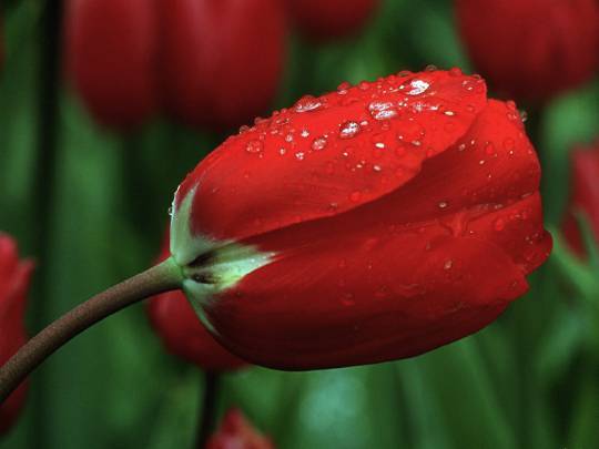 Ляля Тюльпан