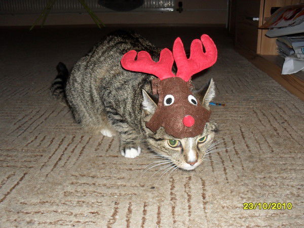 Станислав Гельхорн