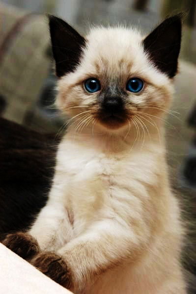 Кристина Москвина