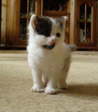 Демид Яковлев