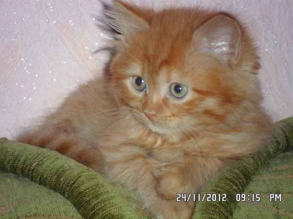 Полина Герасименко