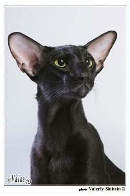 Лена Филатова