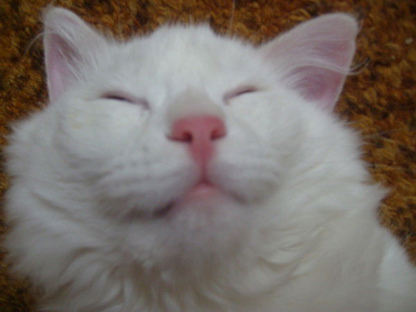 Максим Литвинов