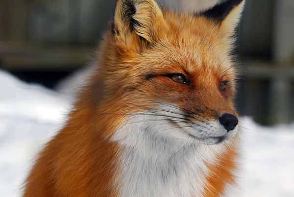 Red Fox
