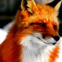 Red Fox