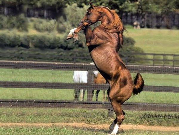 Азамат Ахметов