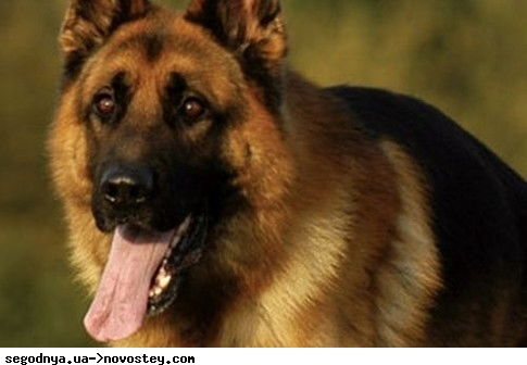 Елена Афаунова