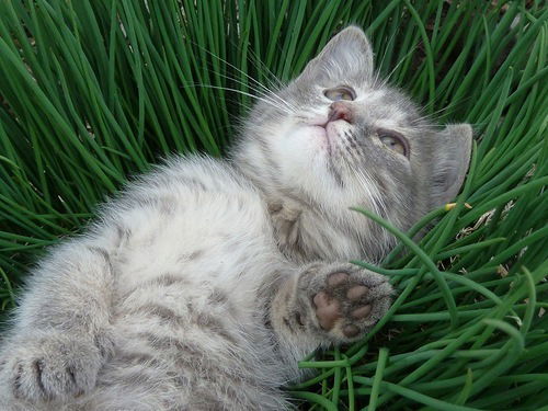 Елена Носова