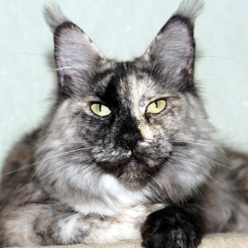 Светлана Семячкова