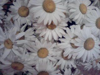 Анастасия Захарова