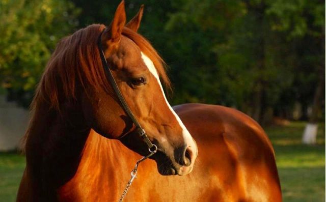 Janargul Princessa=)