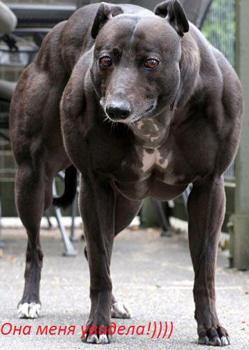 Александр Стрела