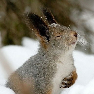 Белка Белочкина