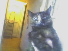 Светлана Мастина