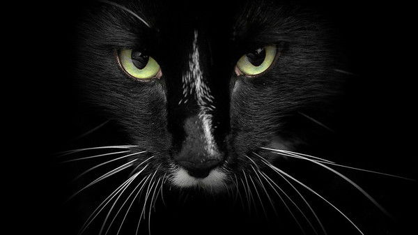 Полина Визгалова