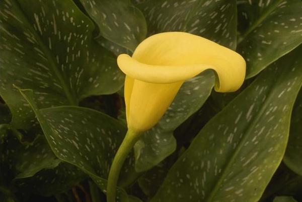 Маргарита Кащенко