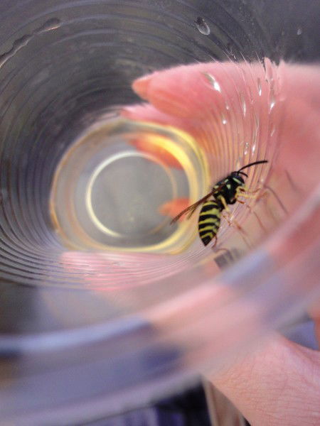 Сергей Дитянцев