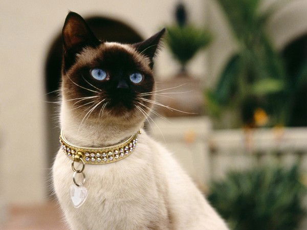 Татьяна Лисина