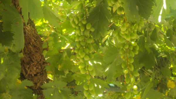 Надежда Коробейникова