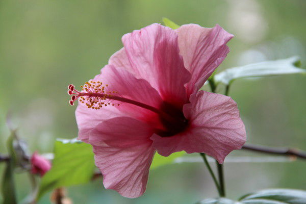 Мария Дудка