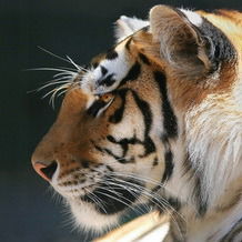 Сергей Омелечкин