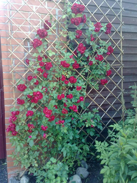 Гребенникова Раиса