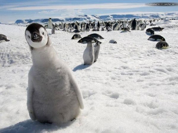 Иван Козинец